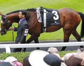 Frankel Queen Anne
